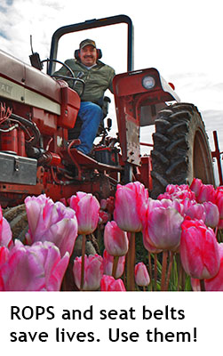 Smiling Worker on a red tractor with ROPS up in a pink tulip field